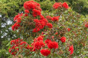Clusters of bright red flowers and green leaves grow on a tree, with dense foliage and more greenery in the blurred background.