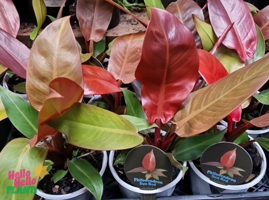Multiple Philodendron 'Sun Red' 5" Pot plants, featuring vibrant reddish-green leaves and labeled with plant tags, are displayed for sale.