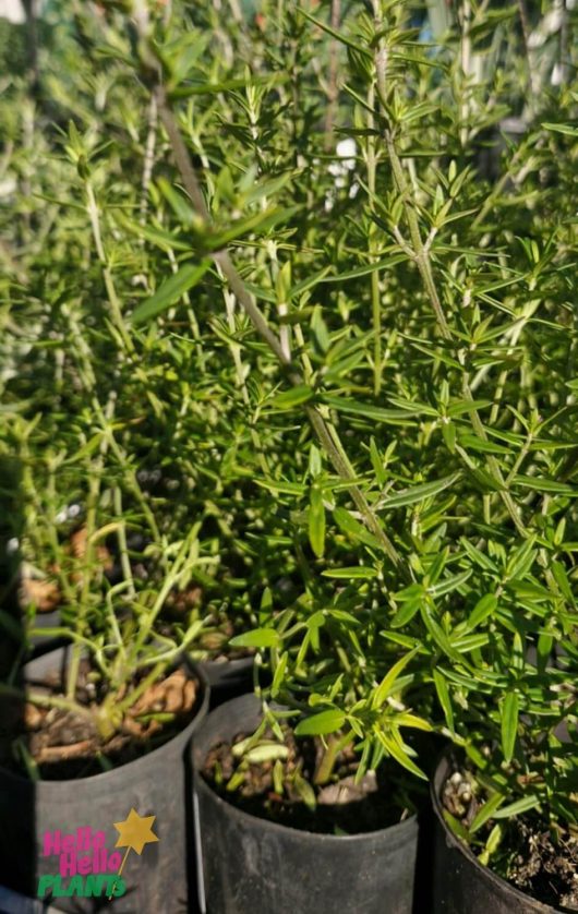 Close-up of several Prostanthera 'Spiked Mint Bush' 3" pots with green needle-like leaves, displayed outdoors in bright sunlight.