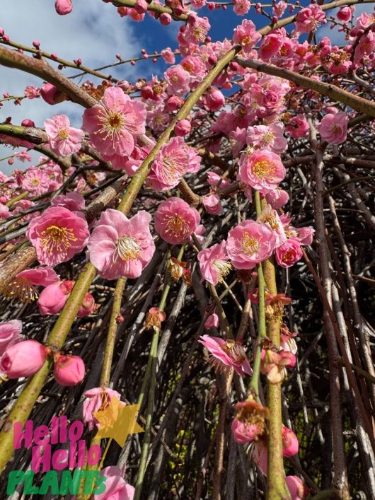 Prunus mume 'Pink Flowering Apricot' Standard (Bare Root)