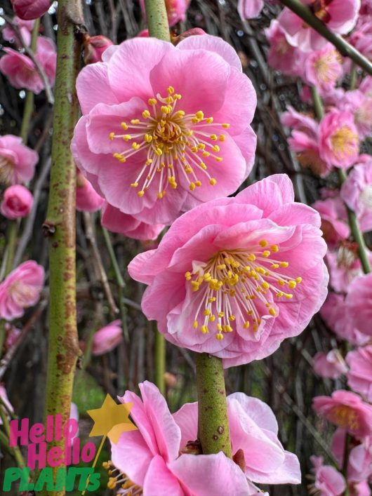 Prunus mume 'Pink Flowering Apricot' Standard (Bare Root)