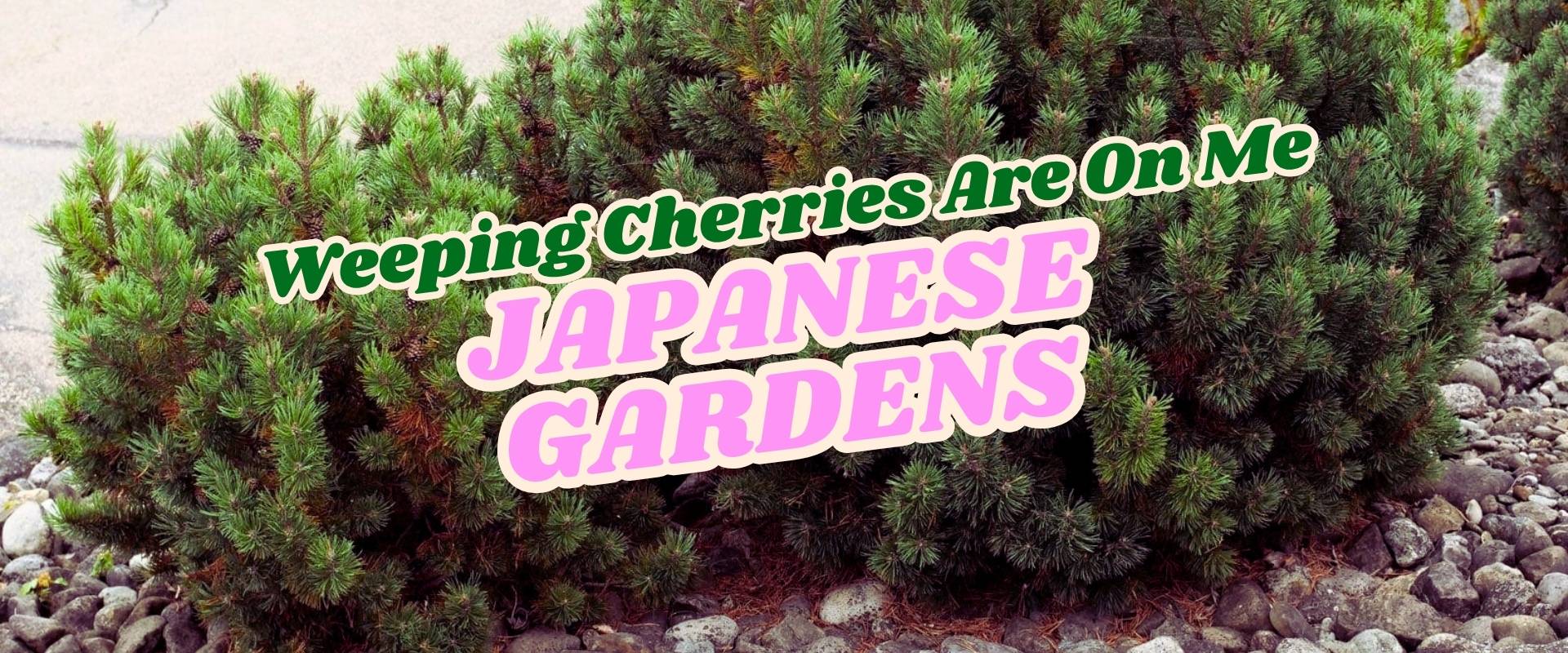 A large green shrub surrounded by rocks with the text "Weeping Cherries Are On Me JAPANESE GARDENS Growers Direct Flash Sale" overlaid in bold fonts.
