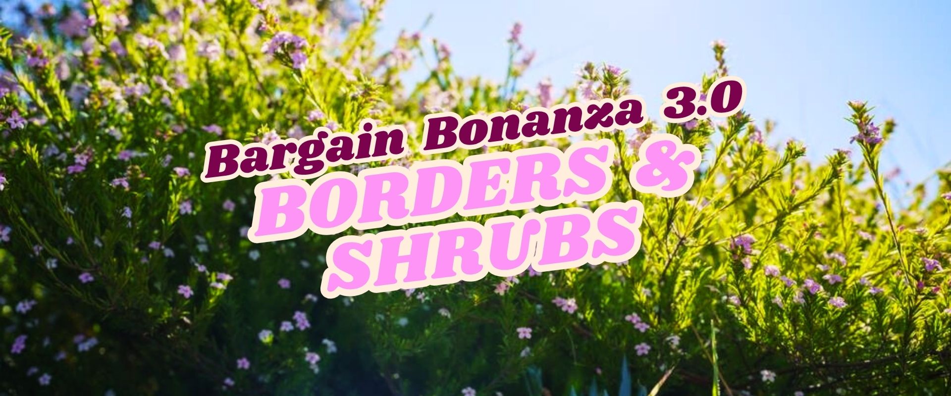 Green shrubs with small purple flowers under a blue sky, overlaid with bold text reading "Bargain Bonanza 3.0 BORDERS & SHRUBS — Flash Sale.