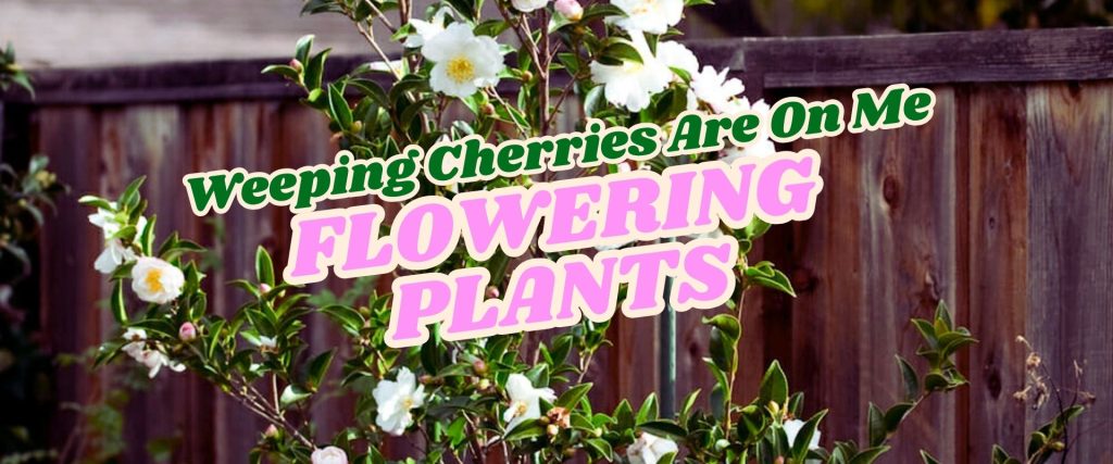 A weeping cherry tree with white flowers grows in front of a wooden fence. Text overlay reads, "Weeping Cherries Are On Me FLOWERING PLANTS – Growers Direct Flash Sale.