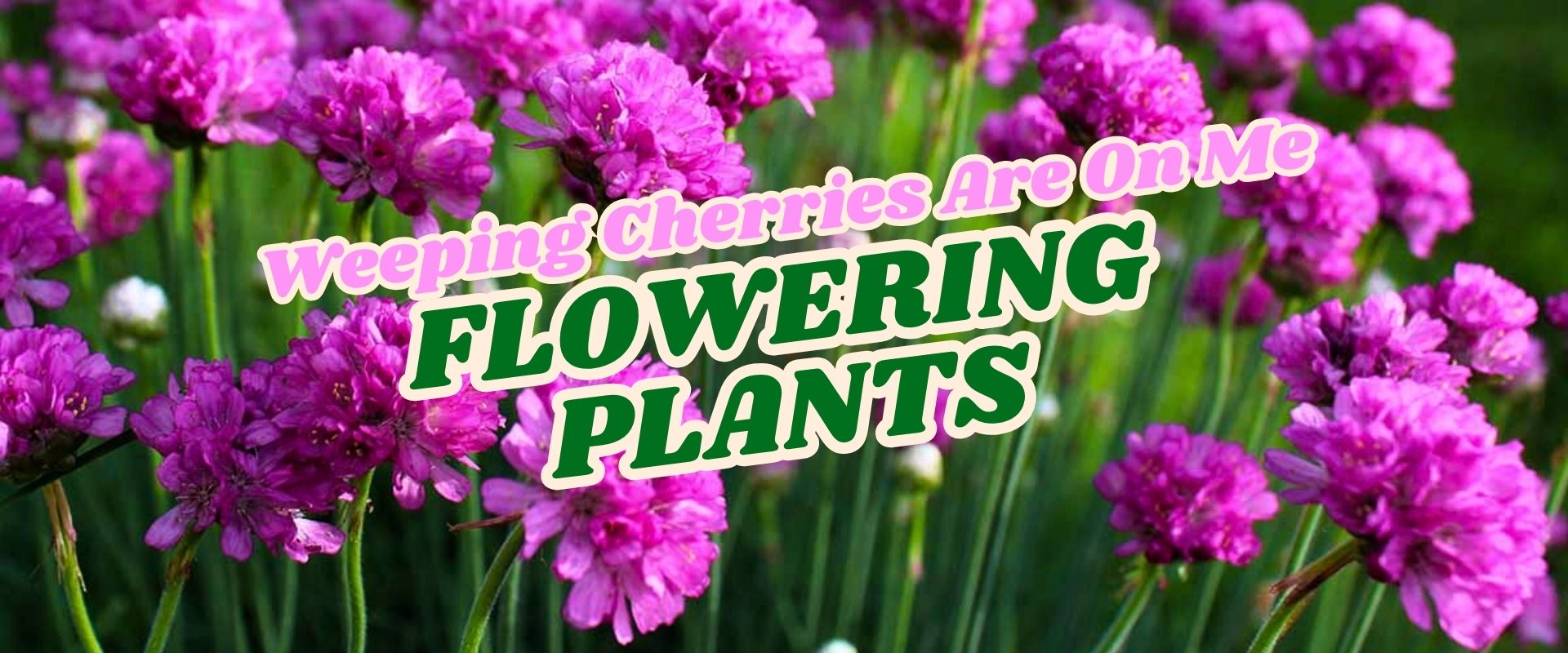 Purple flowering plants in bloom with text overlay reading "Weeping Cherries Are On Me FLASH SALE FLOWERING PLANTS" in bold, pastel colors.