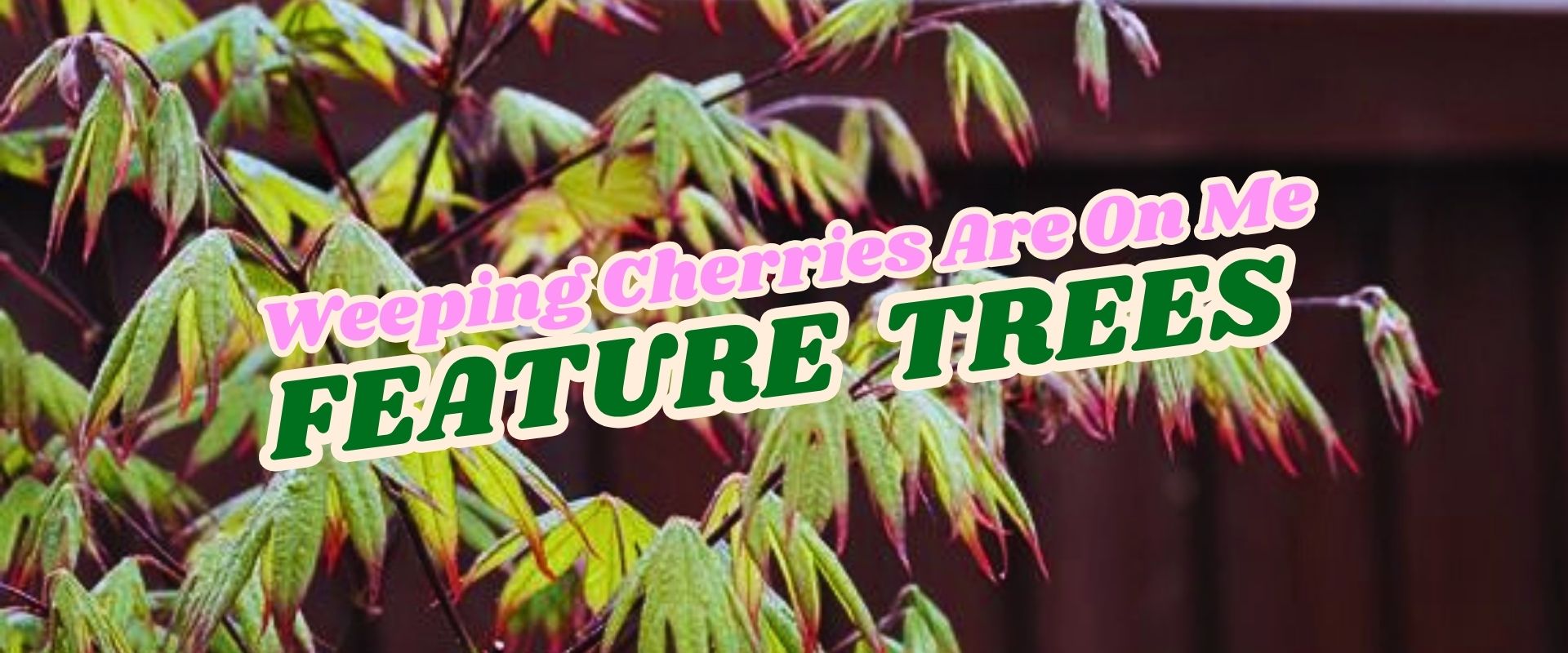 Green leaves of a tree with red tips in front of a wooden fence, overlaid with text: “Weeping Cherries Are On Me FEATURE TREES. Flash Sale.”.