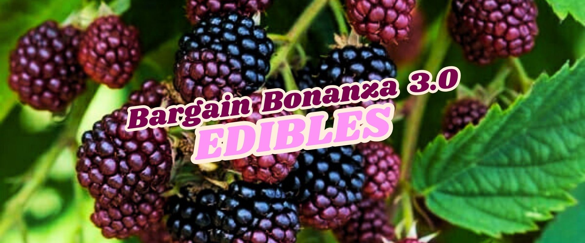 Close-up of ripe blackberries on the bush with the text "Bargain Bonanza 3.0 EDIBLES - Flash Sale" overlaid in bold, colorful font.
