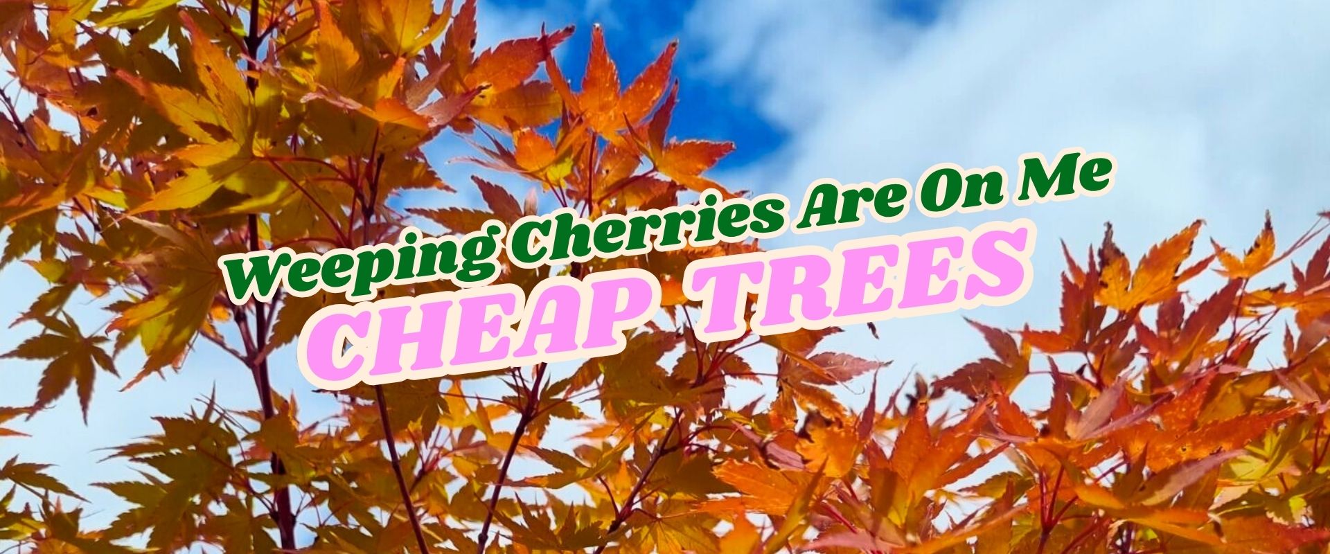 Branches with orange and yellow leaves against a blue sky, overlaid with the text "Weeping Cherries Are On Me CHEAP TREES" in bold, colorful letters—part of the Growers Direct Flash Sale.