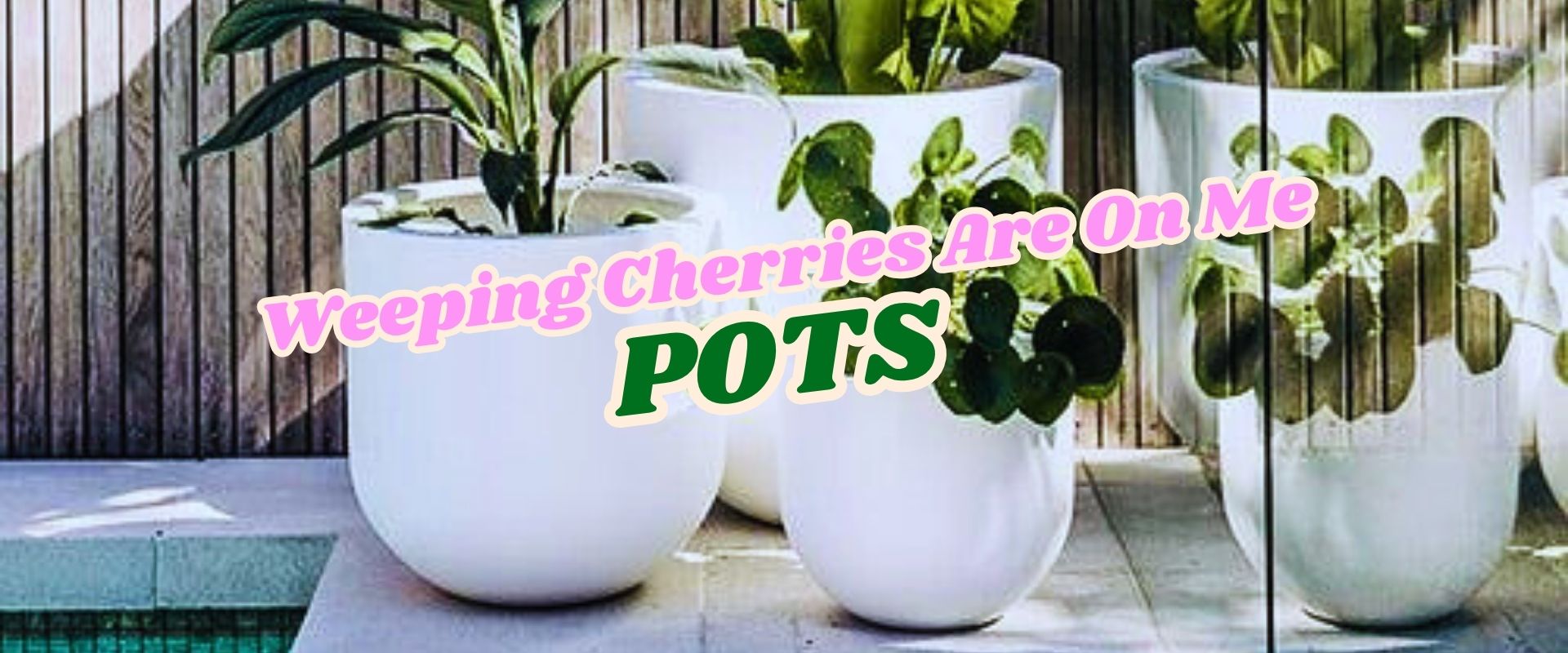 Three large white pots with green plants are arranged on a patio near a wooden fence. The text "Weeping Cherries Are On Me POTS" and "Flash Sale" overlays the image.