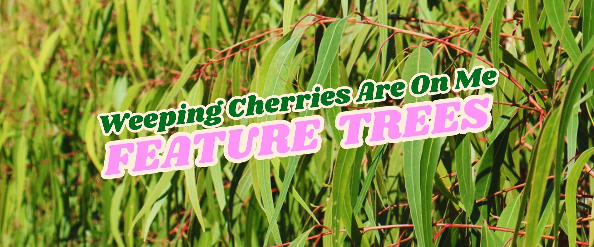 Long slender green leaves with reddish stems in the background. Text reads: "Weeping Cherries Are On Me. FEATURE TREES. Shop our Growers Direct Flash Sale today!.