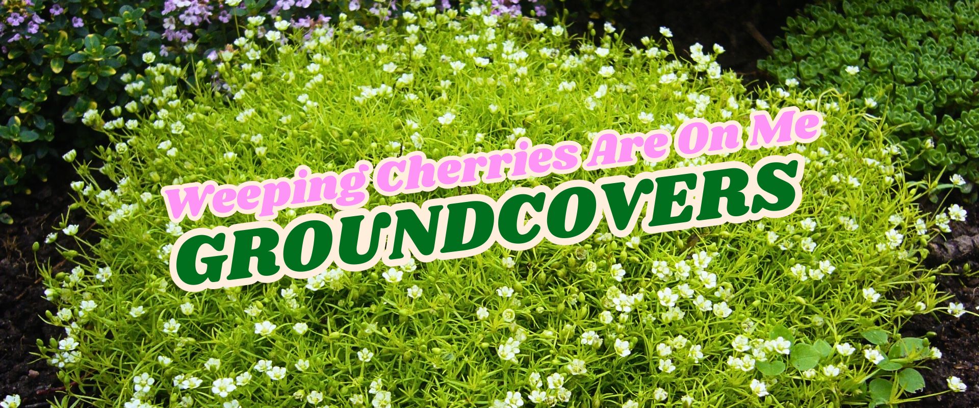 A patch of green groundcover plants with small white flowers; overlaid text reads "Weeping Cherries Are On Me GROUNDCOVERS—Flash Sale.
