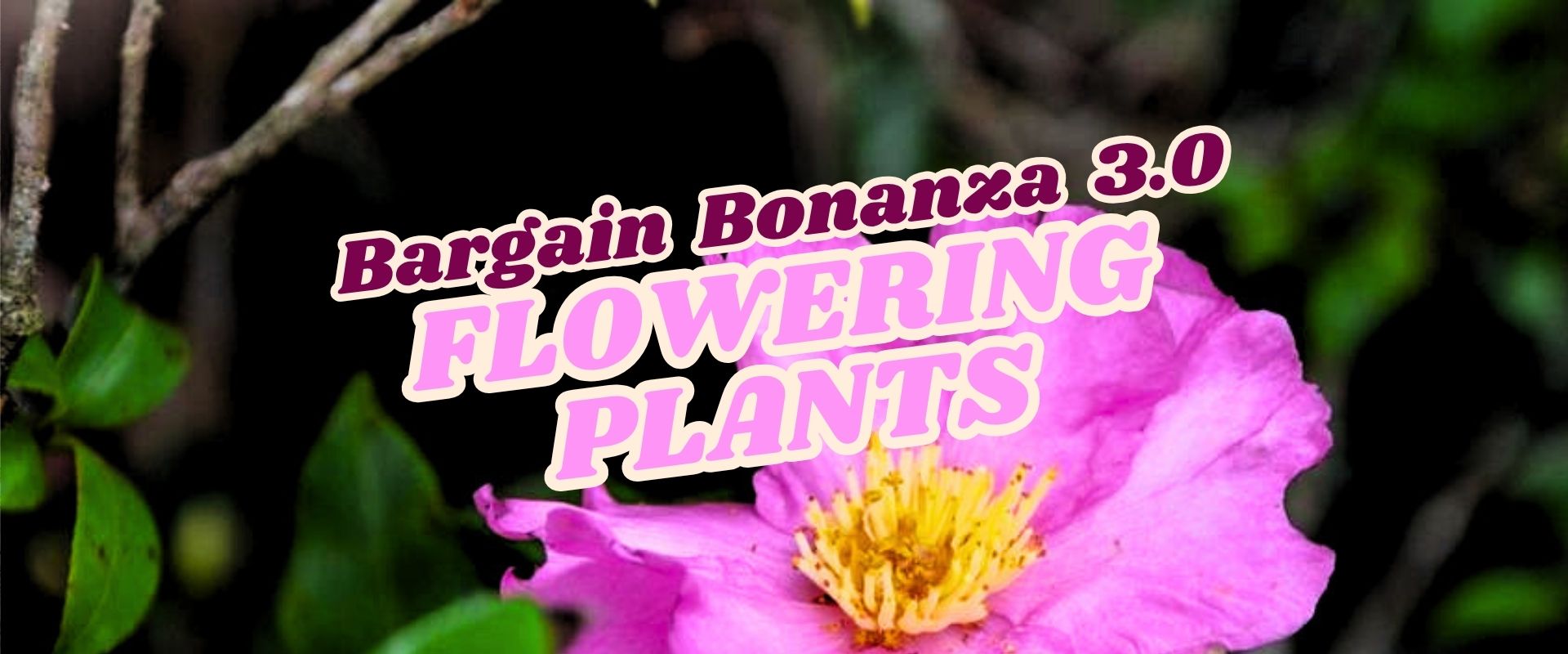 A pink flower with yellow center and green leaves in the background, overlaid with text: "Bargain Bonanza 3.0 FLOWERING PLANTS – Flash Sale.
