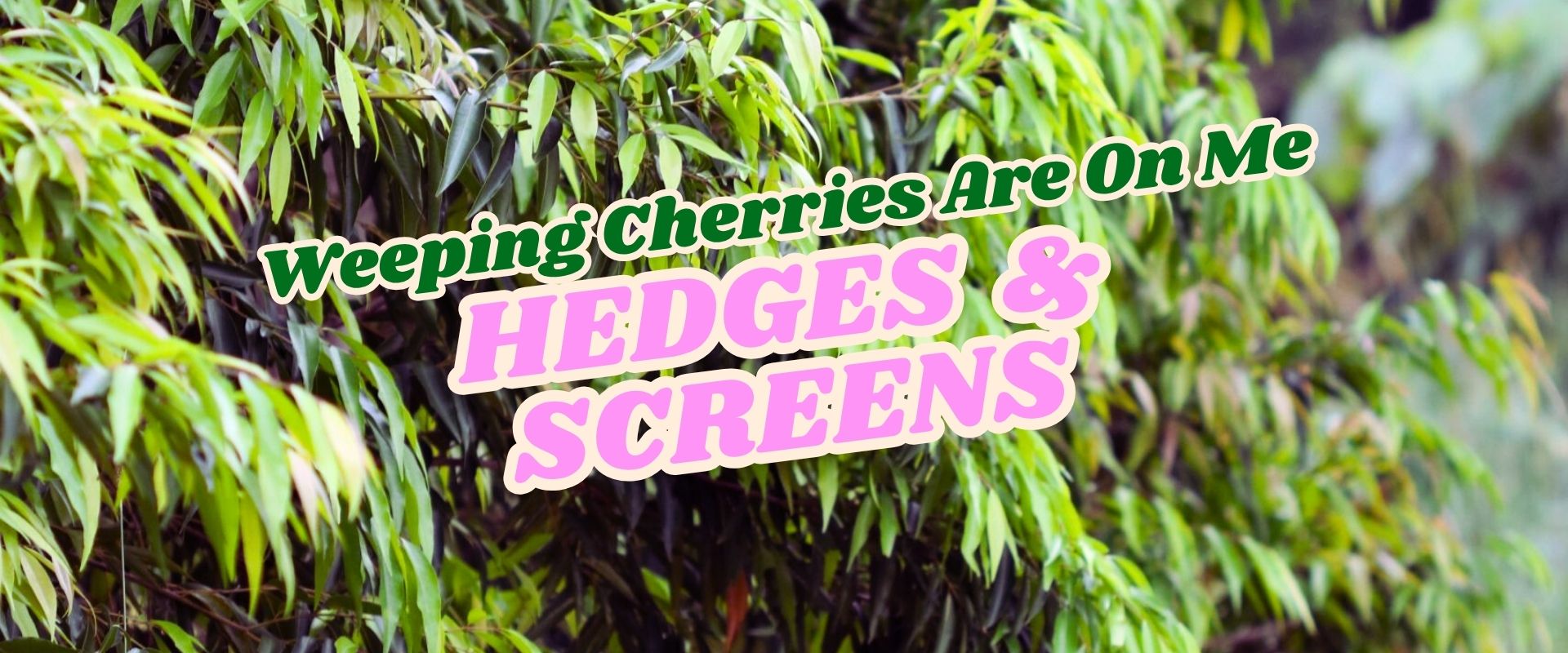 Close-up of green weeping cherry tree leaves with text overlaid that reads: "Weeping Cherries Are On Me HEDGES & SCREENS. Growers Direct Flash Sale.