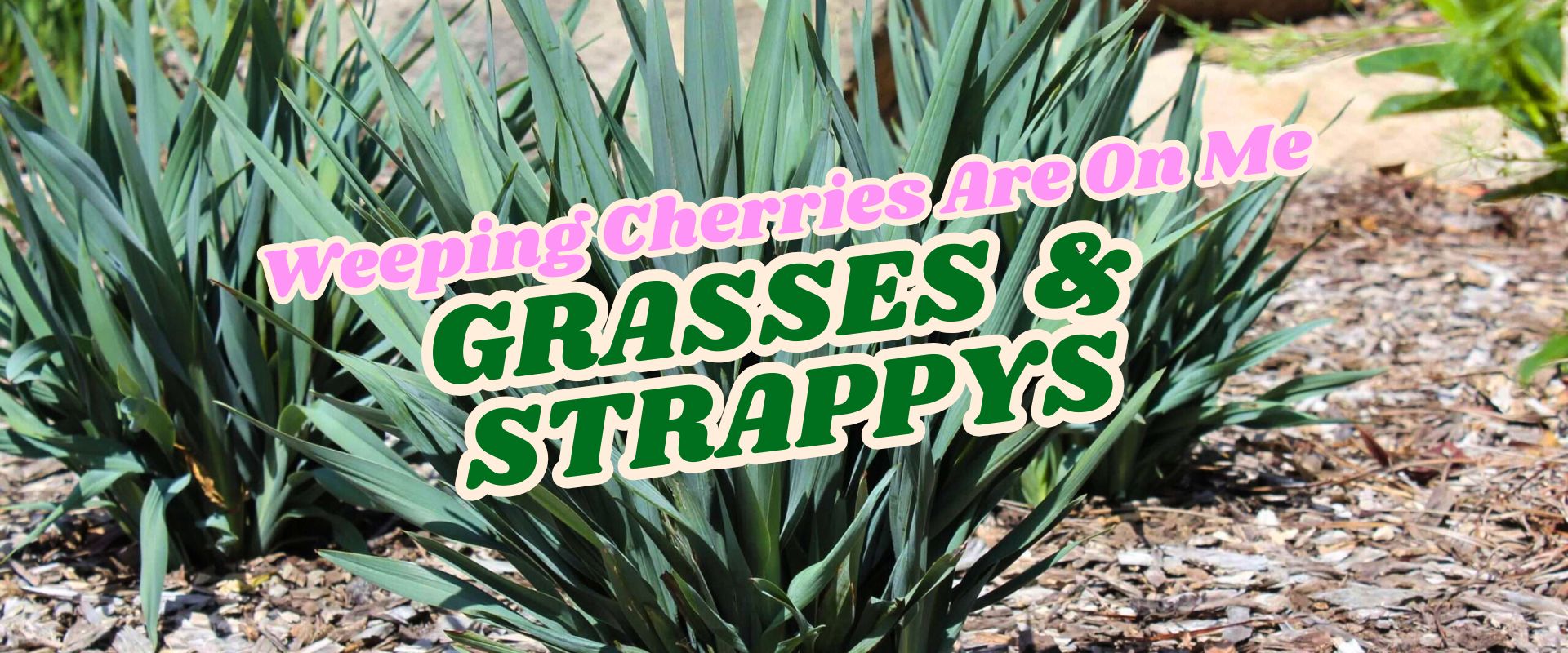 Green strappy-leaved plants growing in a mulched garden bed with overlaid text reading "Weeping Cherries Are On Me, Grasses & Strappys – Flash Sale.