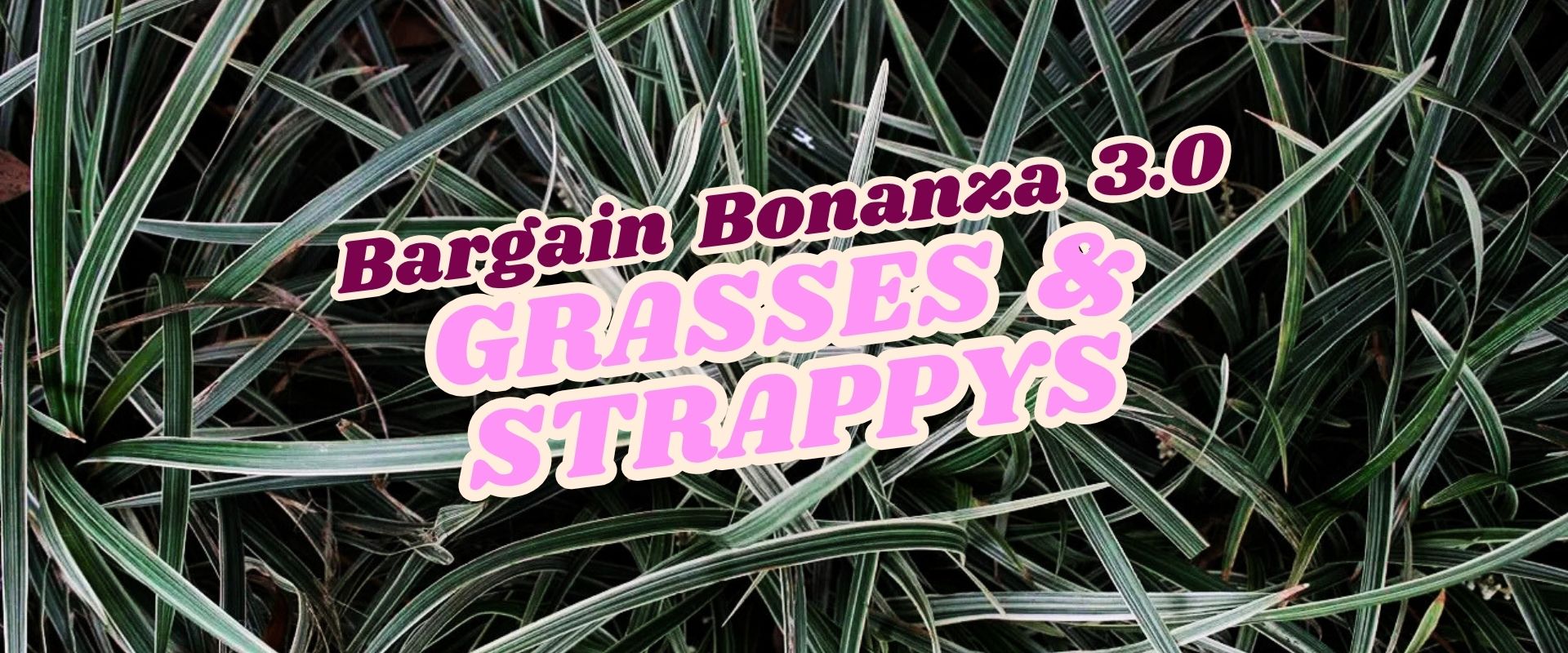 A background of variegated grass blades with bold text overlaid reading, "Bargain Bonanza 3.0 GRASSES & STRAPPYS – Flash Sale.