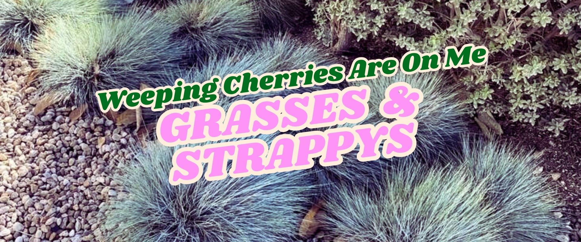 Clumps of tufted grasses grow beside gravel and a leafy shrub, overlaid with text reading "Weeping Cherries Are On Me GRASSES & STRAPPYS—Growers Direct Flash Sale.