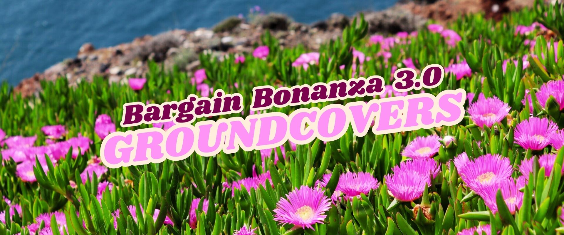 Close-up of bright pink groundcover flowers with text overlay: “Bargain Bonanza 3.0 GROUNDCOVERS FLASH SALE.” Blue water and rocky cliff in the background.