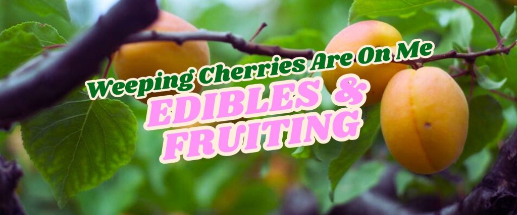 Ripe yellow cherries hang from branches with green leaves. Overlaid text reads: "Weeping Cherries Are On Me EDIBLES & FRUITING—Growers Direct Flash Sale.