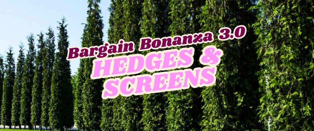 A row of tall, dense evergreen trees with bold text overlay reading "Flash Sale: Bargain Bonanza 3.0 Hedges & Screens.