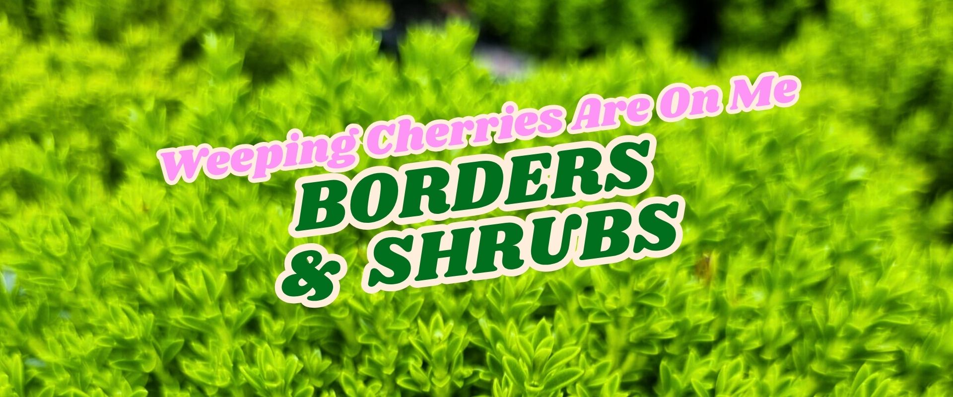 Bright green shrubbery with overlaid text reading "Weeping Cherries Are On Me" and "Borders & Shrubs" in bold letters—perfect for a Flash Sale event.