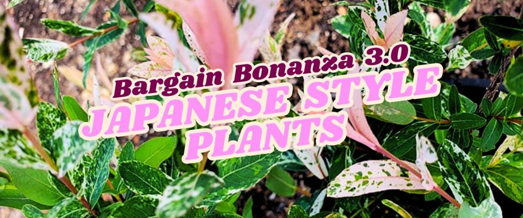 Text overlay on photo of variegated green and pink plants reads: “Bargain Bonanza 3.0 JAPANESE STYLE PLANTS – Flash Sale!”.