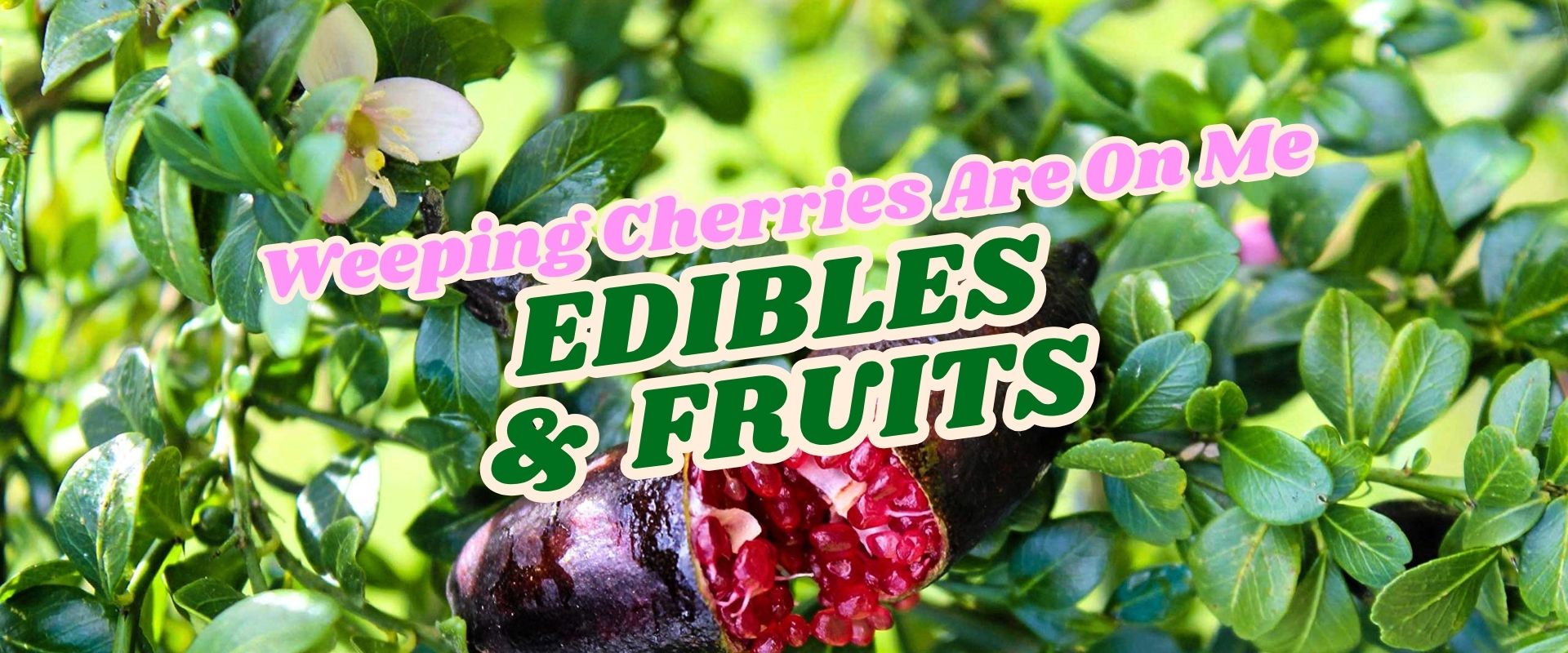 Close-up of a flowering leafy plant with a partially split fruit; overlaid text reads, “Weeping Cherries Are On Me EDIBLES & FRUITS. Flash Sale.”.