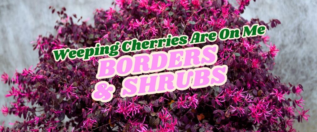 A bush with purple and pink flowers, overlaid with text reading "Weeping Cherries Are On Me BORDERS & SHRUBS. Shop the Growers Direct Flash Sale.