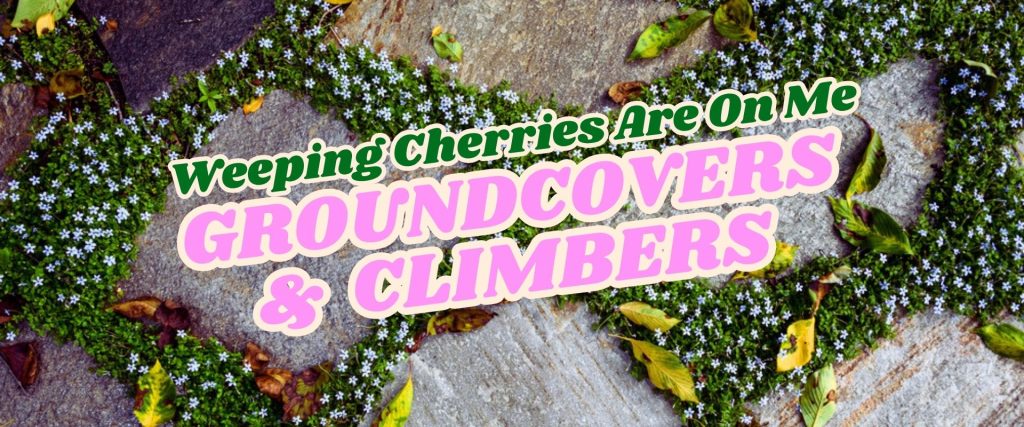 Text “Weeping Cherries Are On Me GROUND COVERS & CLIMBERS – Growers Direct Flash Sale” over an image of small green plants with tiny flowers growing between paving stones.