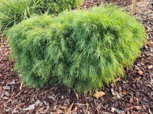 Acacia 'Mini Cog' 6" Pot