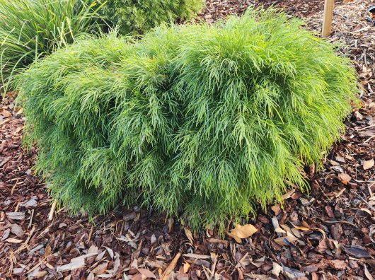 Acacia 'Mini Cog'