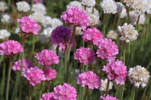 Armeria Dreameria® 'Dreamland' 6" Pot