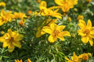 A cluster of bright yellow flowers with green leaves in sunlight, with some blooms fully open and others in bud form.