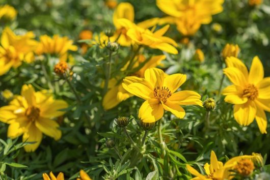 A cluster of bright yellow flowers with green leaves in sunlight, with some blooms fully open and others in bud form.
