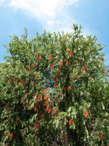 Callistemon 'Kings Park Special' 10" Pot