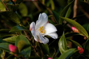 Camellia 'Transtasman' 10" Pot