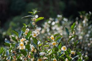 Camellia sinensis 'Tea Plant' 10" Pot