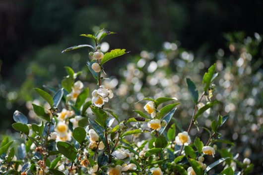 Camellia sinensis 'Tea Plant'