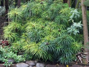 Cyperus 'Umbrella Papyrus' 8" Pot