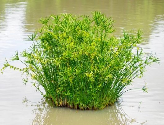 Cyperus 'Umbrella Papyrus' 8" Pot