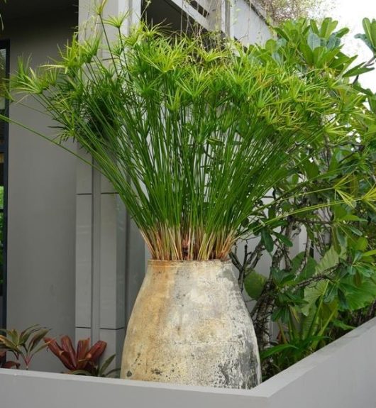 Cyperus 'Umbrella Papyrus' 8" Pot