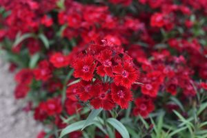 Dianthus Oscar 'Red' Carnation 6" Pot
