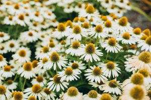 A cluster of Echinacea 'Primadonna White' in 6" pots, with yellow-brown centers, grows closely together in a garden setting, bordered by vibrant Primadonna Pink Echinacea for a striking color contrast.