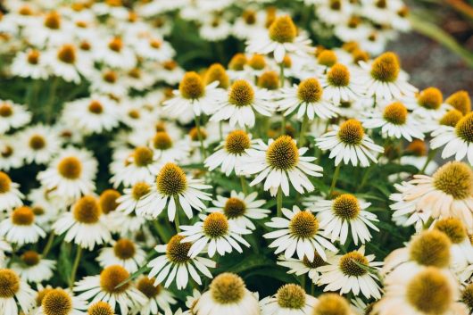 A cluster of Echinacea 'Primadonna White' in 6" pots, with yellow-brown centers, grows closely together in a garden setting, bordered by vibrant Primadonna Pink Echinacea for a striking color contrast.