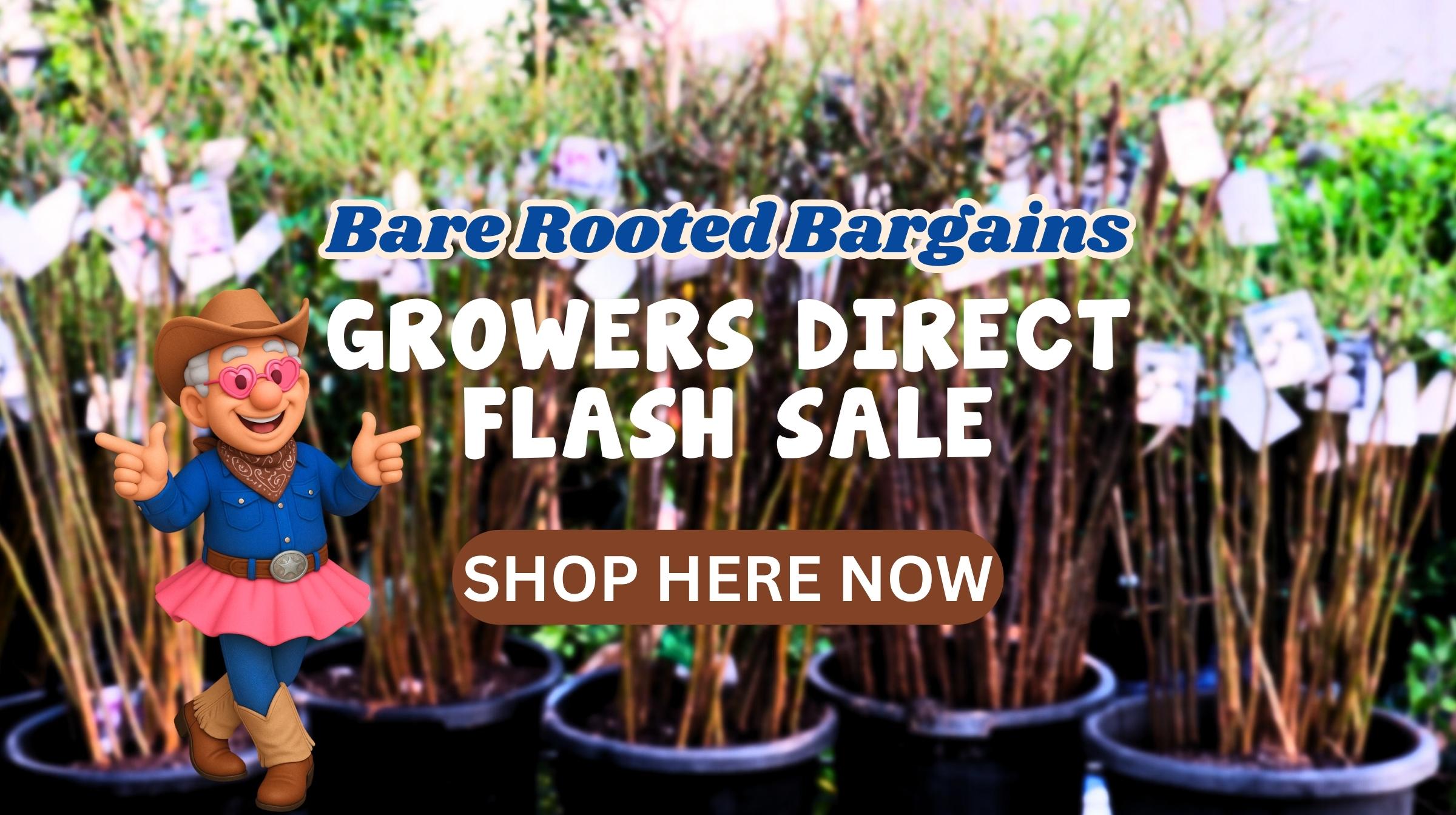 Giddy Up and Get Bare Rooted FLASH SALE!