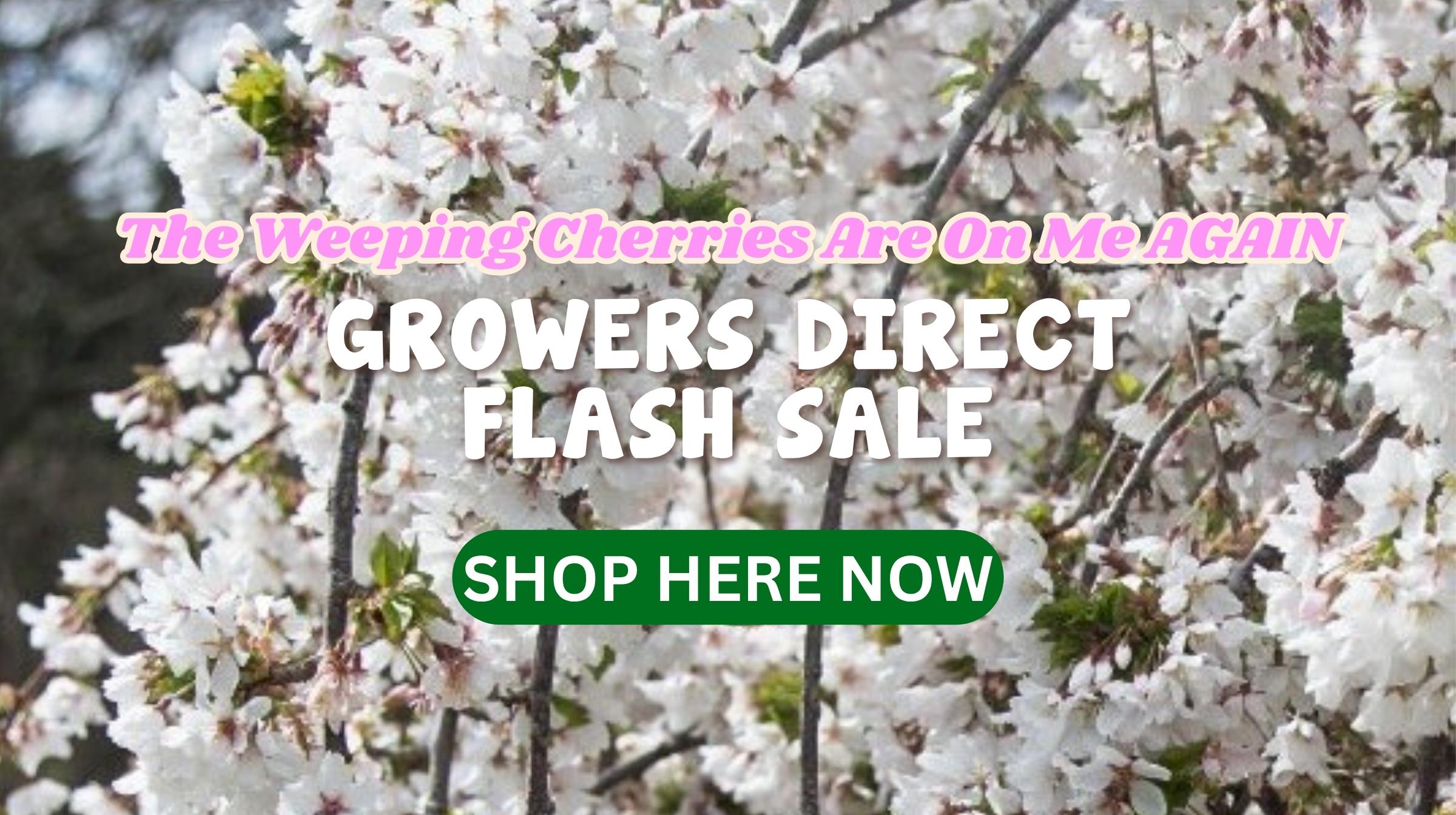 Flash Sale: The Weeping Cherries Are On Me AGAIN