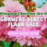Close-up of pink cherry blossoms with text highlighting a Weeping Cherries Sale and a "Shop Here Now" button for exclusive growers direct flash deals.