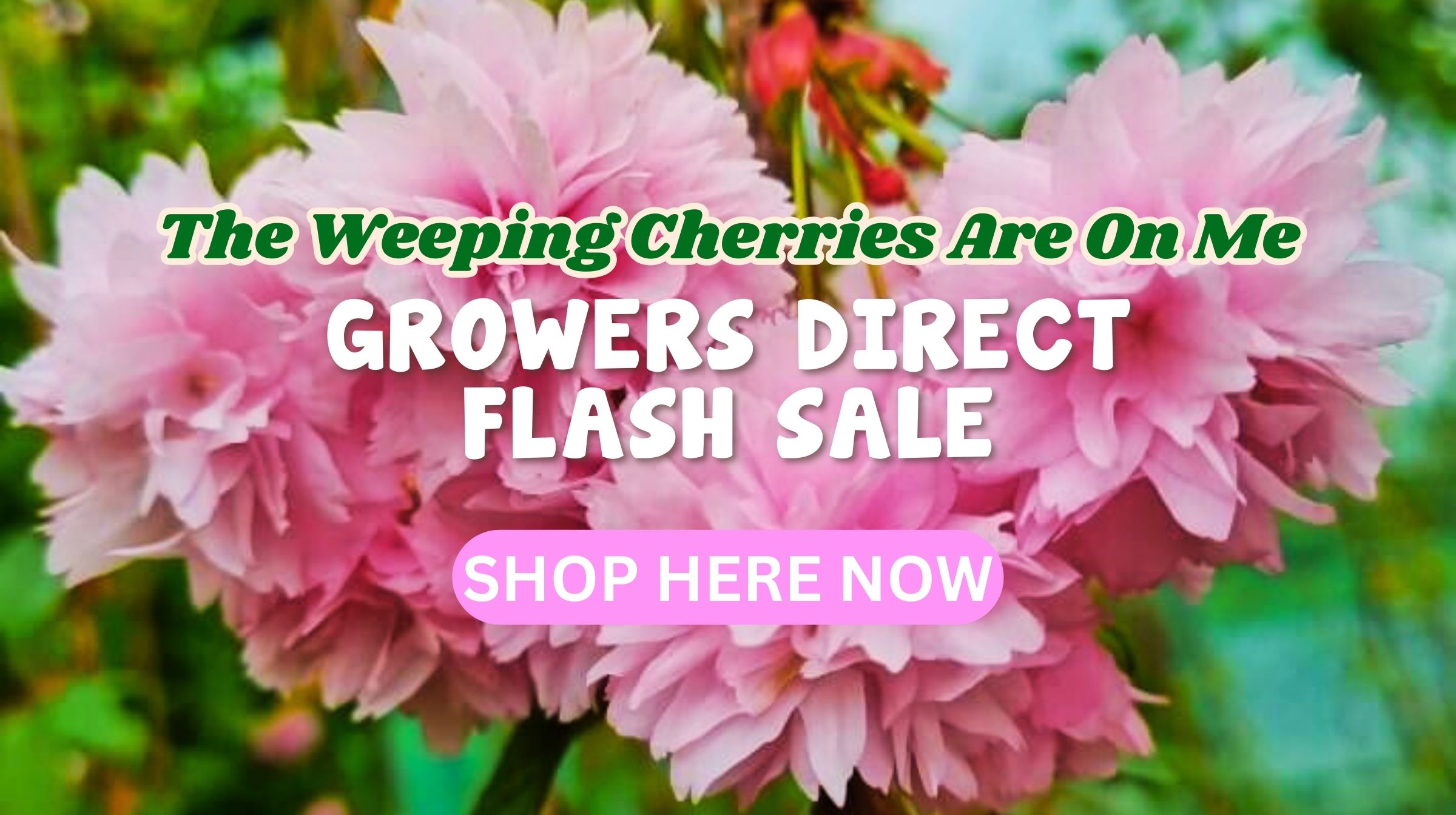 Feature image Close-up of pink cherry blossoms with text highlighting a Weeping Cherries Sale and a "Shop Here Now" button for exclusive growers direct flash deals.
