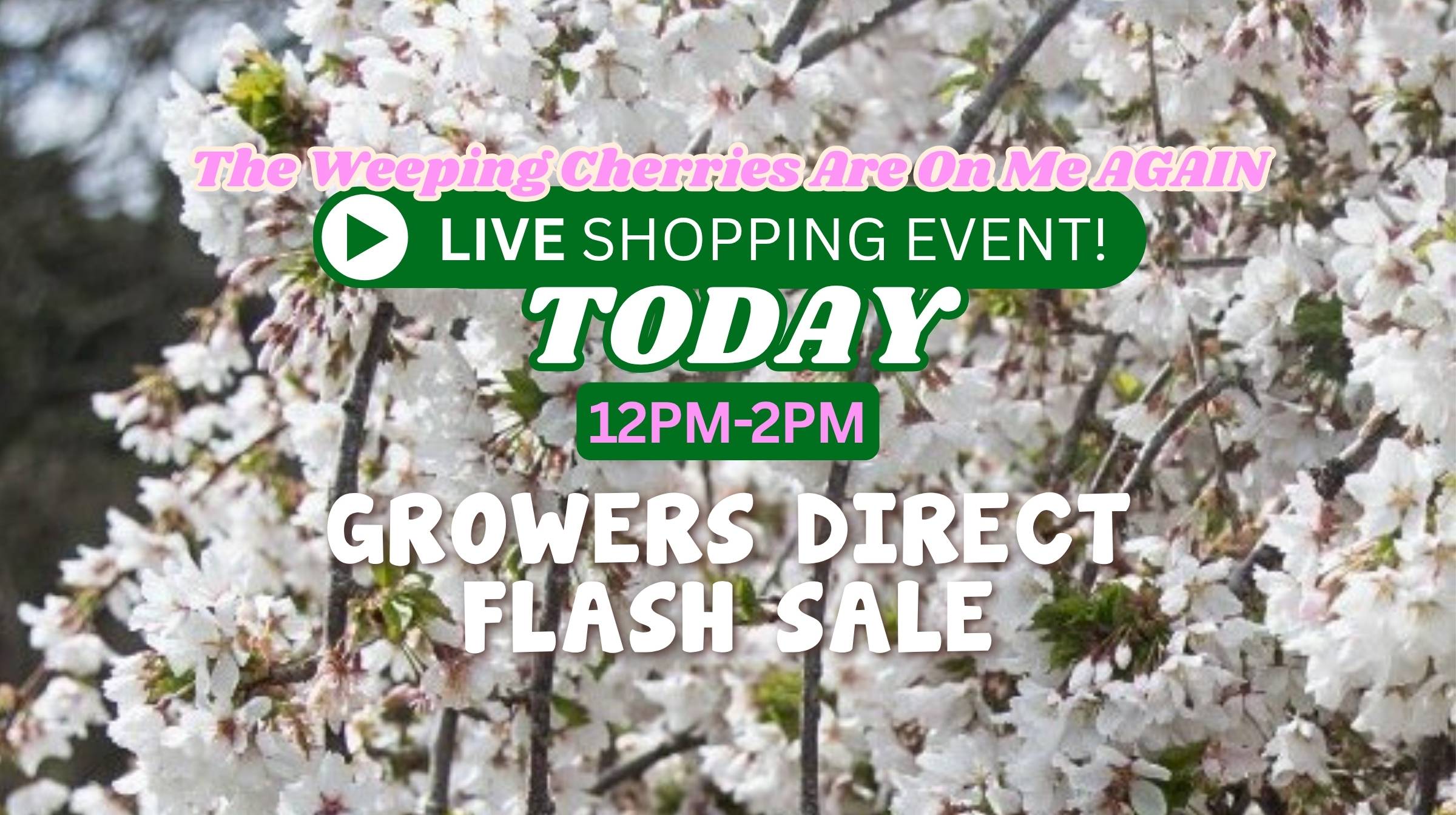 Flash Sale: The Weeping Cherries Are On Me AGAIN