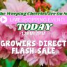 Pink weeping cherry blossoms with text overlay promoting a Growers Direct Flash Sale and live shopping event today from 12PM-2PM.