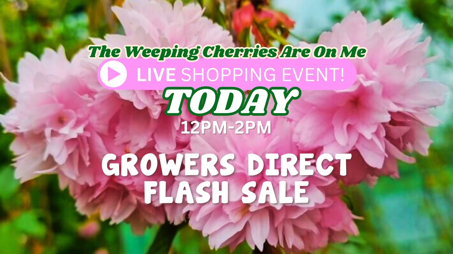 Flash Sale: The Weeping Cherries Are On Me